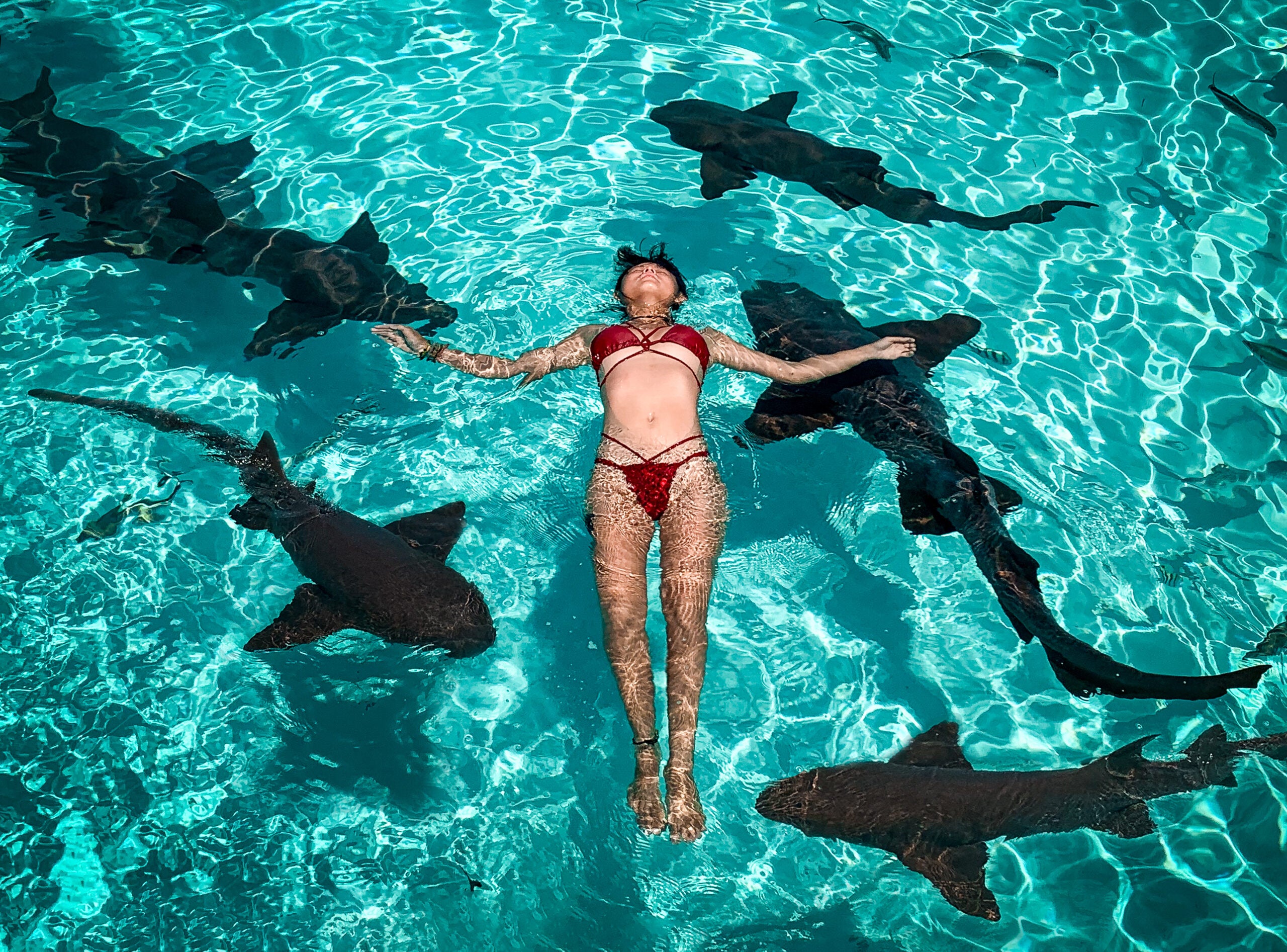 Drone shot of an Asian woman in a red bikini, floating at the surface of blue water with 5 nurse sharks swimming around her. Taken at Compass Cay in the Exumas