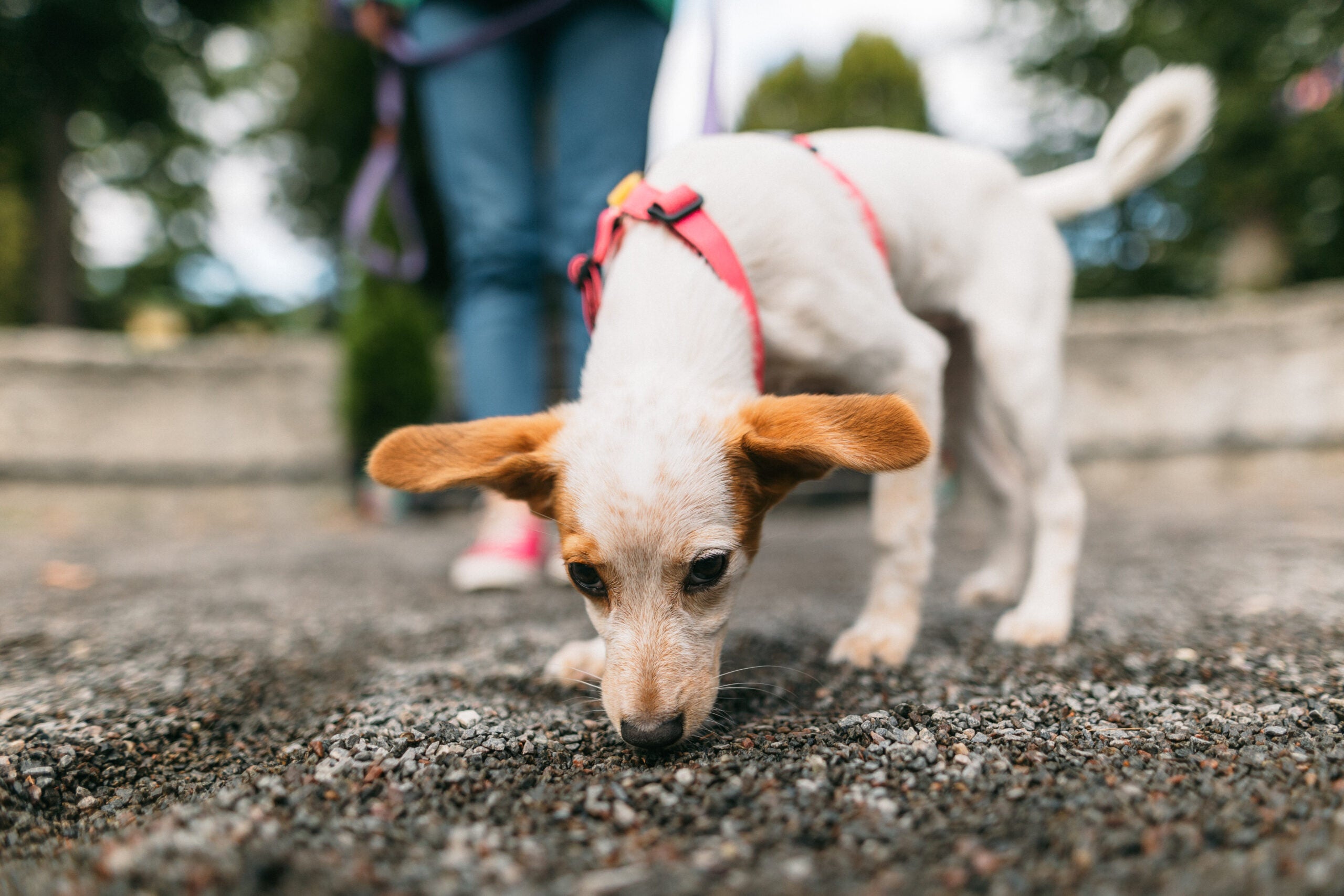 Small white and brown dog sniffing the ground.