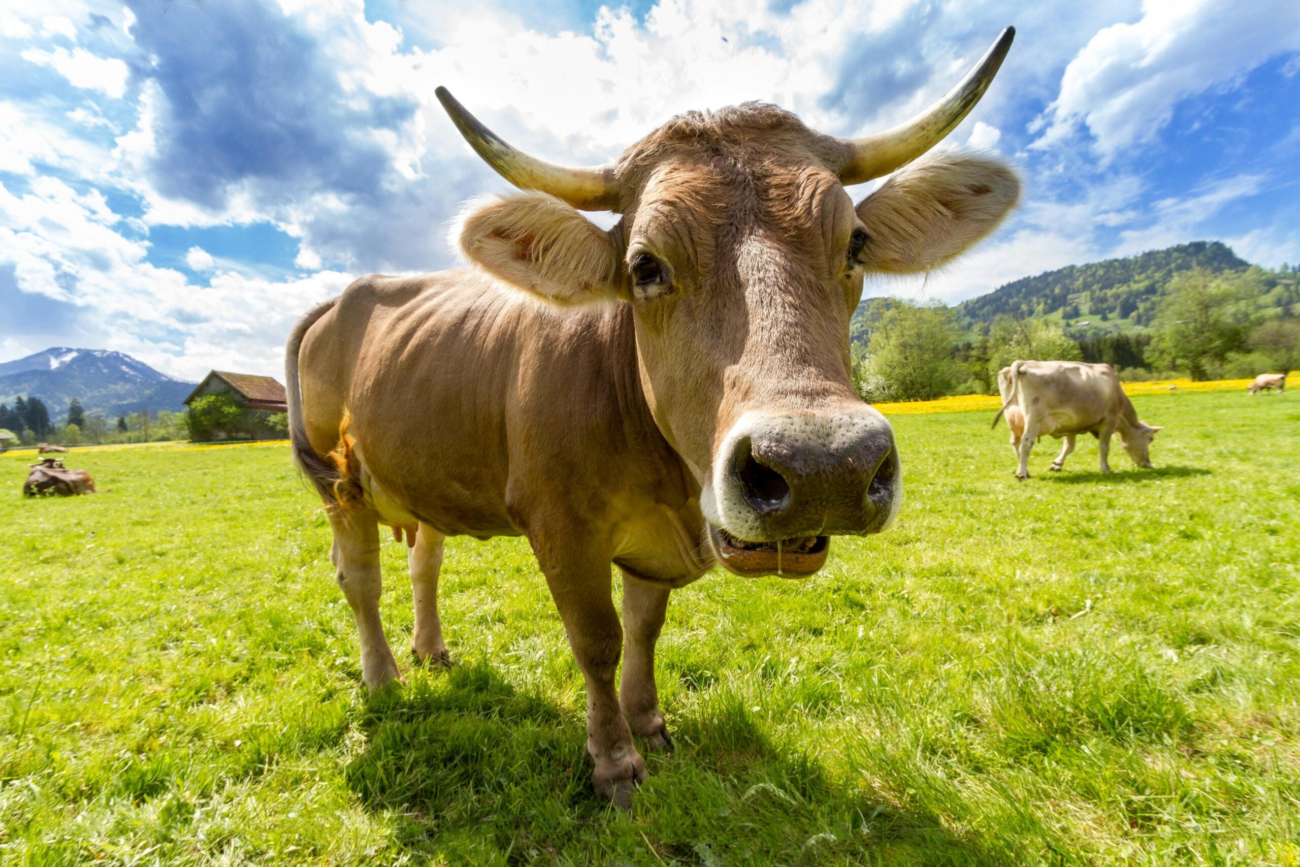 Image of brown cow with horns standing on green grass with blue sky in the background.