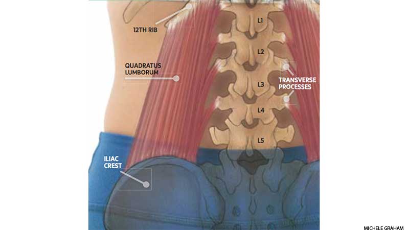 Meet Your Quadratus Lumborums Strengthen Back Muscles Yoga Anatomy